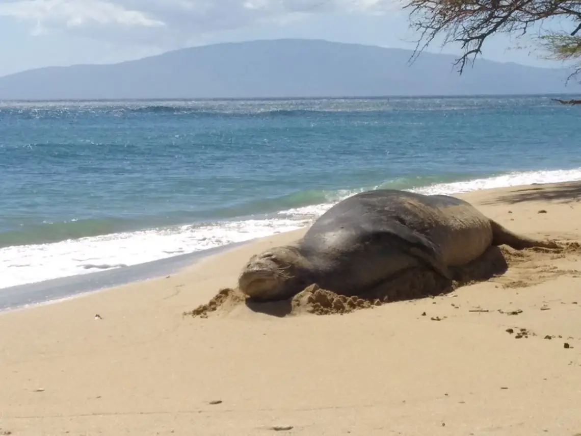 Weltreise Sarah & Thomas - Hawaii